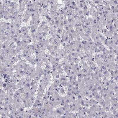 Immunohistochemistry-Paraffin: LRFN2 Antibody [NBP2-57321]