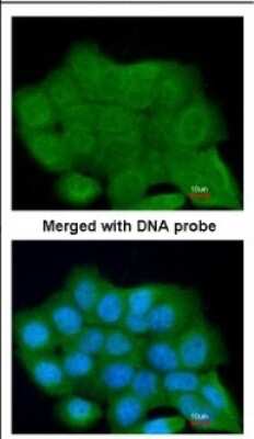 Immunocytochemistry/ Immunofluorescence: LRGUK Antibody [NBP2-17163]
