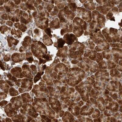 Immunohistochemistry-Paraffin: LRGUK Antibody [NBP1-83518]
