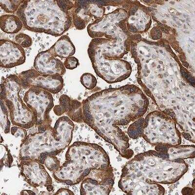 Immunohistochemistry-Paraffin: LRGUK Antibody [NBP1-83519]