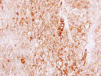 Immunohistochemistry-Paraffin: LRGUK Antibody [NBP2-17163]