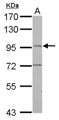 Western Blot: LRGUK Antibody [NBP2-17163]