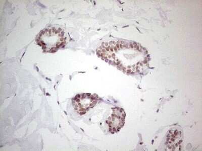 Immunohistochemistry: LRH-1/NR5A2 Antibody (OTI3H8) [NBP2-46248]