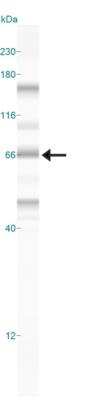 Simple Western: LRH-1/NR5A2 Antibody [NBP2-27204]