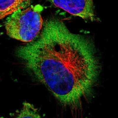 Immunocytochemistry/ Immunofluorescence: LRIG1 Antibody [NBP2-30926]