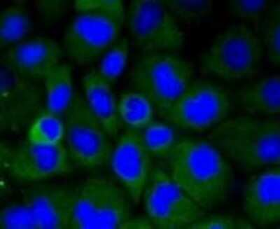 Immunocytochemistry/ Immunofluorescence: LRP-1 Antibody (SA0290) [NBP2-67286]