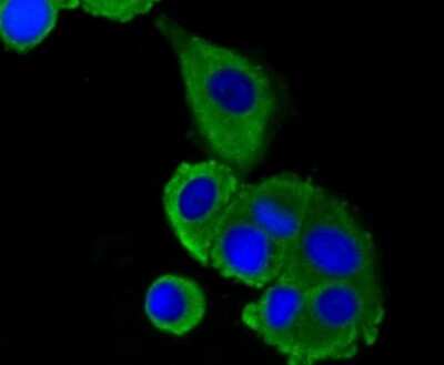 Immunocytochemistry/ Immunofluorescence: LRP-1 Antibody (SA0290) [NBP2-67286]