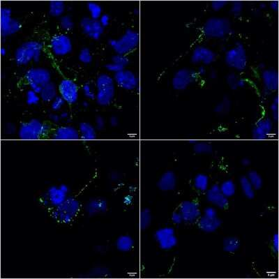 Immunocytochemistry/ Immunofluorescence: LRP-4 Antibody (S207-27) [NBP2-22416]