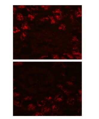 Immunocytochemistry/ Immunofluorescence: LRP2 Antibody (CD7D5) - Azide and BSA Free [NBP2-80836]