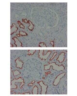 Immunohistochemistry-Paraffin: LRP2 Antibody (CD7D5) - Azide and BSA Free [NBP2-80836]