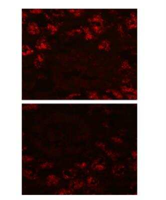 Immunocytochemistry/ Immunofluorescence: LRP2 Antibody (CD7D5) - Azide and BSA Free [NB110-96417]