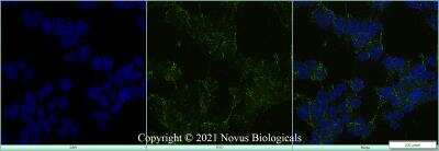 Immunocytochemistry/ Immunofluorescence: LRP2 Antibody (CD7D5) - Azide and BSA Free [NB110-96417]