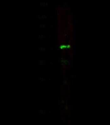Western Blot: LRPAP Antibody (009) [NBP2-90513]