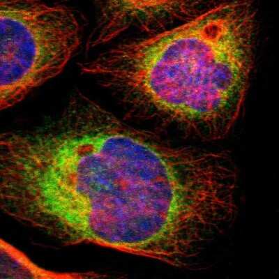 Immunocytochemistry/ Immunofluorescence: LRPAP Antibody [NBP1-89334]
