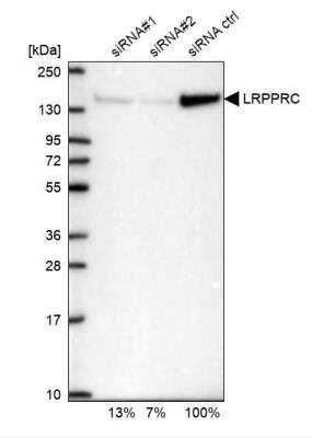 Western Blot: LRPPRC Antibody [NBP2-38300]