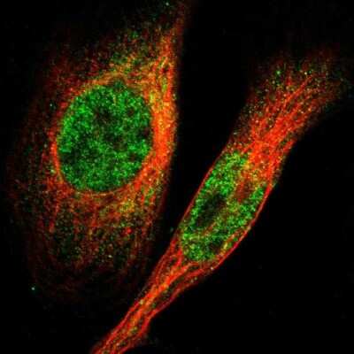 Immunocytochemistry/ Immunofluorescence: LRRC14 Antibody [NBP1-81557]