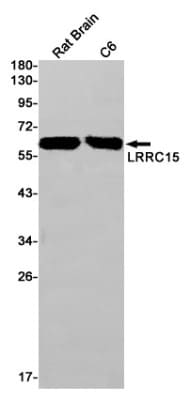 Western Blot: LRRC15 Antibody (S04-3E9) [NBP3-19681]