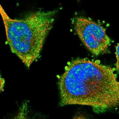 Immunocytochemistry/ Immunofluorescence: LRRC16A Antibody [NBP1-91221]