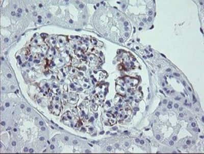 Immunohistochemistry: LRRC25 Antibody (OTI1A2) [NBP2-45673]