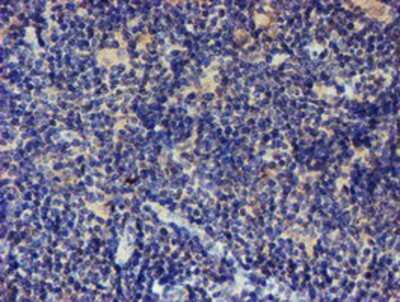 Immunohistochemistry-Paraffin: LRRC25 Antibody (OTI1D9) [NBP2-03747]