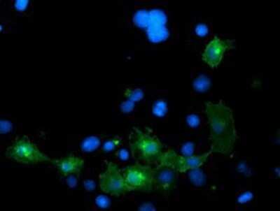 Immunocytochemistry/ Immunofluorescence: LRRC25 Antibody (OTI1D9) - Azide and BSA Free [NBP2-72523]
