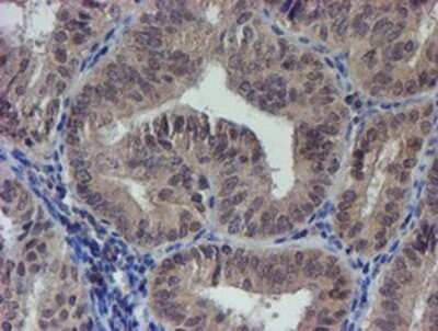 Immunohistochemistry: LRRC25 Antibody (OTI1D9) - Azide and BSA Free [NBP2-72523]