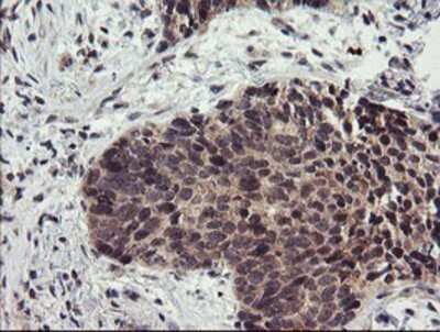 Immunohistochemistry: LRRC25 Antibody (OTI1D9) - Azide and BSA Free [NBP2-72523]