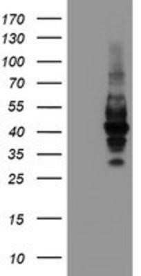 Western Blot: LRRC25 Antibody (OTI1D9)Azide and BSA Free [NBP2-72523]