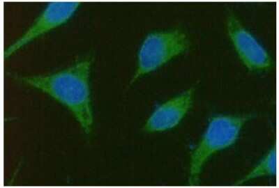 Immunocytochemistry/ Immunofluorescence: LRRC35 Antibody (1B10) - BSA Free [NBP2-59417]