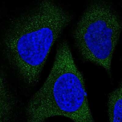 Immunocytochemistry/ Immunofluorescence: LRRC35 Antibody [NBP2-34051]
