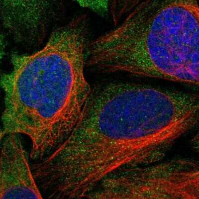 Immunocytochemistry/ Immunofluorescence: LRRC37B Antibody [NBP1-91094]