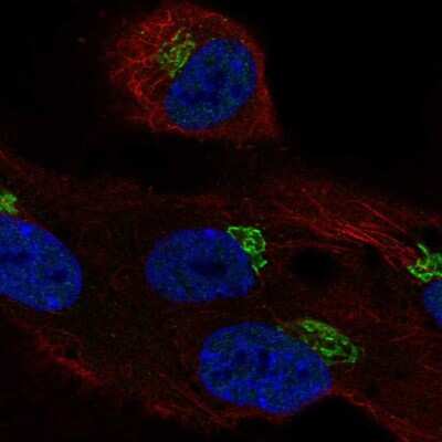Immunocytochemistry/ Immunofluorescence: LRRC43 Antibody [NBP2-55428]
