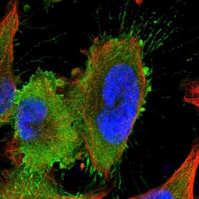 Immunocytochemistry/ Immunofluorescence: LRRC44 Antibody [NBP1-92078]