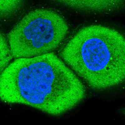 Immunocytochemistry/ Immunofluorescence: LRRC45 Antibody [NBP1-93508]