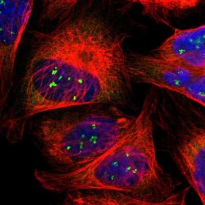 Immunocytochemistry/ Immunofluorescence: LRRC47 Antibody [NBP1-93597]