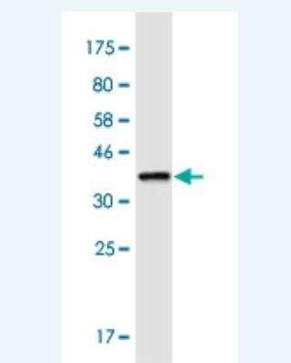 Western Blot: LRRC8A Antibody (8H9) [H00056262-M04-100ug]