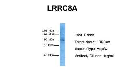 Western Blot: LRRC8A Antibody [NBP1-59493]