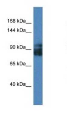 Western Blot: LRRC8A Antibody [NBP1-59538]