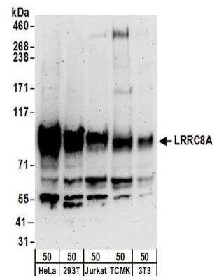 Western Blot: LRRC8A Antibody [NBP2-32158]