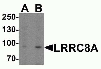 Western Blot: LRRC8A AntibodyBSA Free [NBP2-81855]