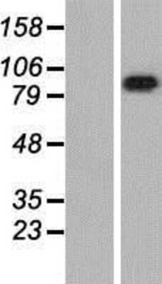 Western Blot: LRRC8A Overexpression Lysate [NBP2-09439]