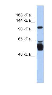 Western Blot: LRRC8B Antibody [NBP1-59968]