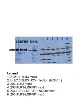 Western Blot: LRRFIP1 Antibody [NBP2-87745]