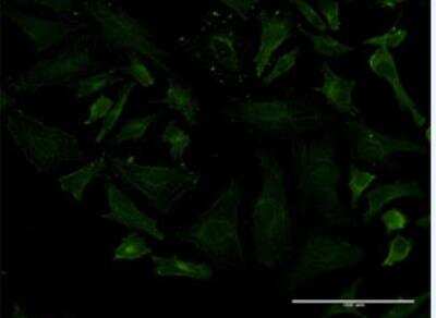 Immunocytochemistry/ Immunofluorescence: LRRN1/NLRR-1 Antibody (3F1) [H00057633-M11-100ug]