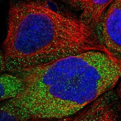 Immunocytochemistry/ Immunofluorescence: LRSAM1 Antibody [NBP1-82016]