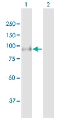 Western Blot: LRSAM1 Antibody [H00090678-B01P]