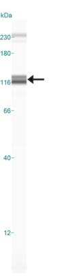 Simple Western: LSD1 Antibody (1B2E5) [NB100-1762]