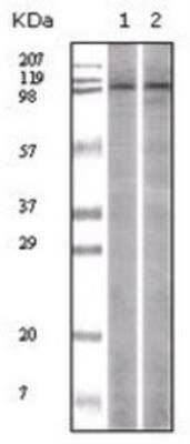 Western Blot: LSD1 Antibody (1B2E5) [NB100-1762]