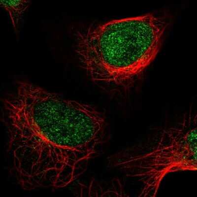 Immunocytochemistry/ Immunofluorescence: LSD1 Antibody [NBP2-58483]