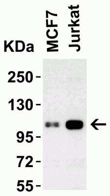 Western Blot: LSD1 AntibodyBSA Free [NBP1-76688]